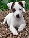 A Jack Russell Terrier, from the Dog Breeds Final Jeopardy on May 24, 2017
