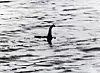 lochnessmonster